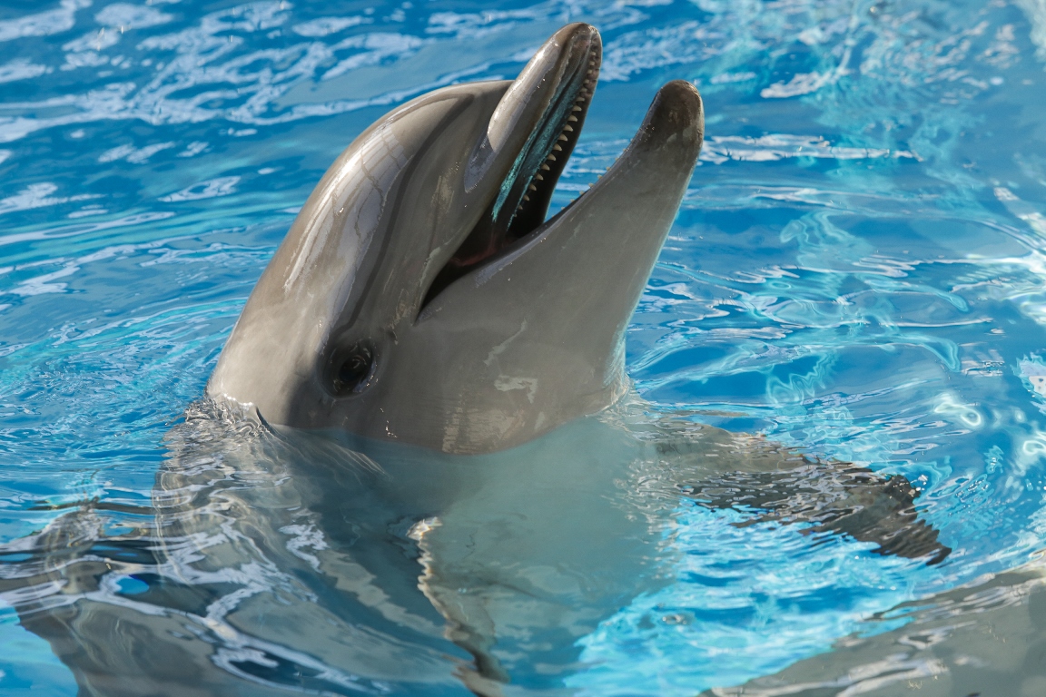 Дельфинарий новосибирск сайт