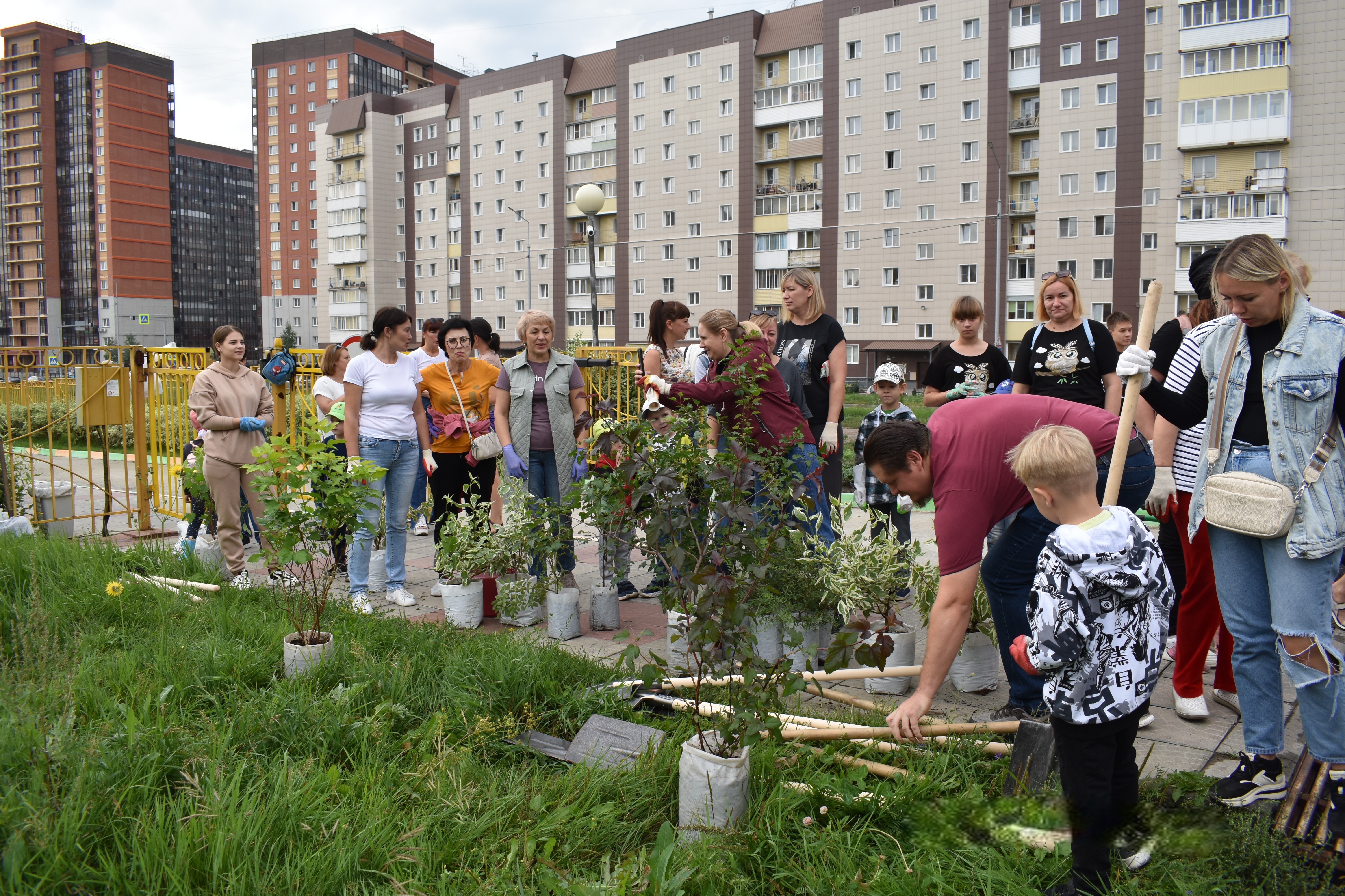 В Калининском районе жители высадили зелёную аллею | Официальный сайт  Новосибирска