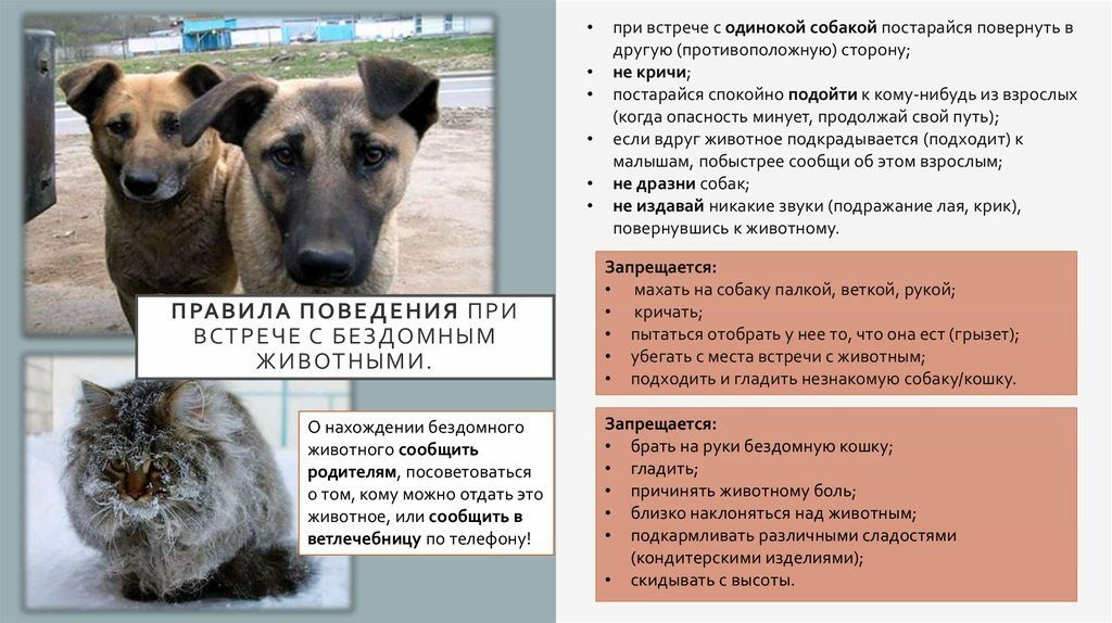 Памятка для проекта проблемы бездомных животных