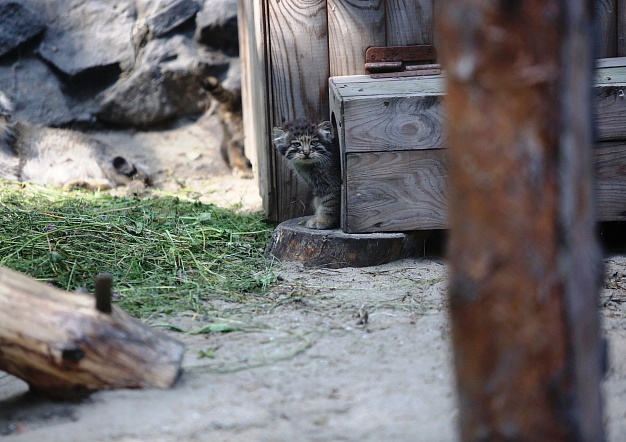 Котята манулов, рожденные весной 2018 года в Новосибирском зоопарке, стали выходить на прогулки 